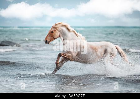Deutsche Riding Pony Stockfoto