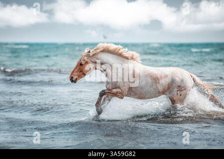 Deutsche Riding Pony Stockfoto