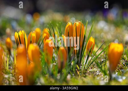 Gelbe geschlossene Krokusblüten im Frühjahr auf einer Wiese. Abstrakter floraler Hintergrund, gelbe Krokusblüten. Hintergrund mit Makroblumen für Markendesign. Stockfoto