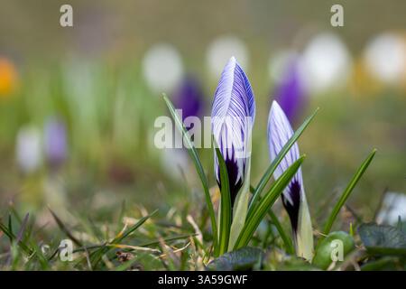 Crocus vernus 'Pickwick' blüht im Frühjahr. Blühender Veilchenkrokus im Frühfrühling. Lila gestreifte weiße Krokusse im Frühling auf einer Wiese. Stockfoto