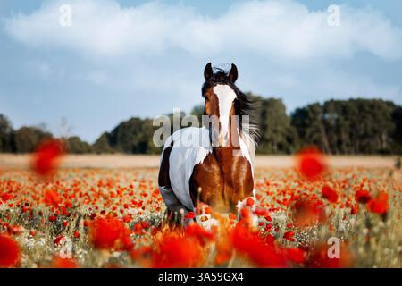 Irish Tinker Stockfoto