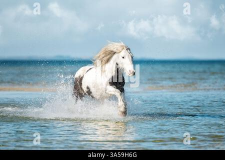Irish Tinker Stockfoto