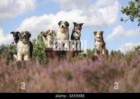 Mischlinge Stockfoto