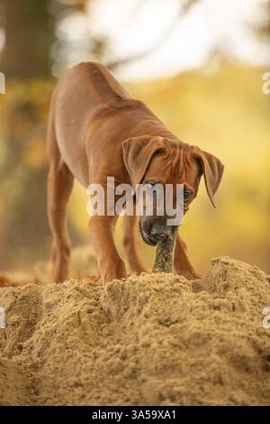 Rhodesian Ridgeback Welpen Stockfoto