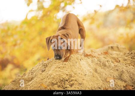 Rhodesian Ridgeback Welpen Stockfoto