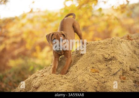Rhodesian Ridgeback Welpen Stockfoto