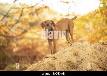 Rhodesian Ridgeback Welpen Stockfoto