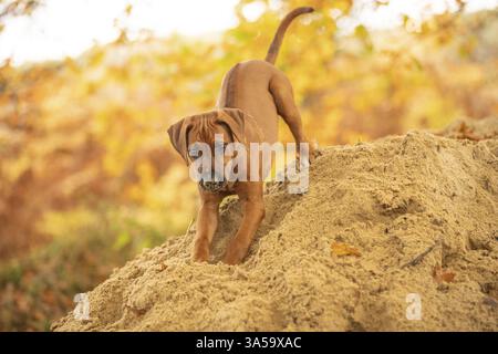 Rhodesian Ridgeback Welpen Stockfoto