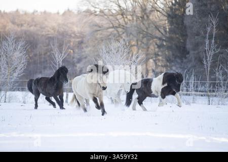 islandpferd im Winter Stockfoto