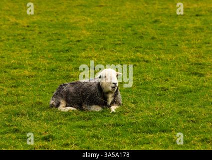 Herdwick weidet im Farmer Field Stockfoto