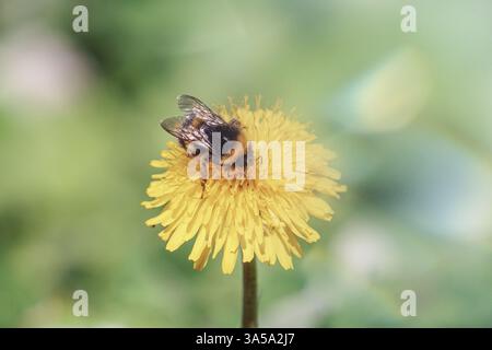 Hummel auf einer Löwenzahnblume im Frühling, Bombus terrestris Stockfoto