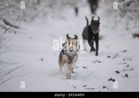 Hunde, die durch den Schnee laufen Stockfoto