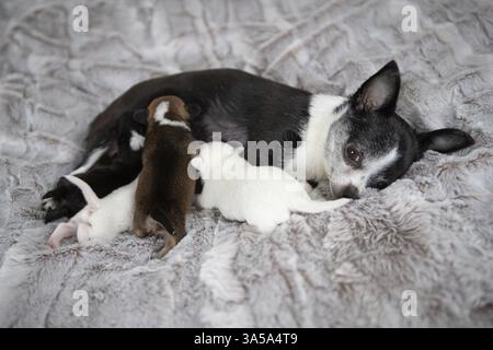 Chihuahua Welpen Stockfoto