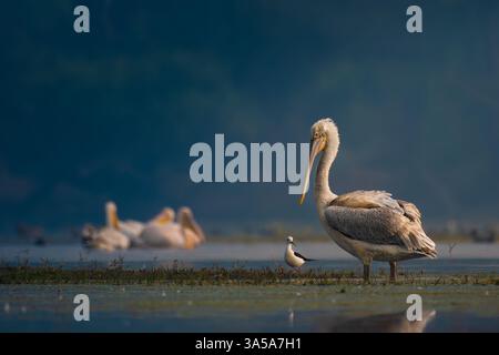Majestätische Pelikane im Keoladeo Bharatpur Vogelschutzgebiet. Diese seltenen Riesen zeigen ihr atemberaubendes Gefieder und ihre Anmut in der Wildnis. Stockfoto