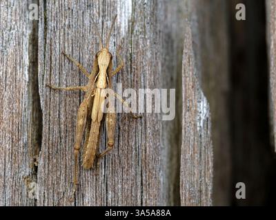 Field Grasshopper; Chorthippus brunneus, ein goldfarbenes spätes Individuum auf einem Groyne Post Norfolk July Stockfoto
