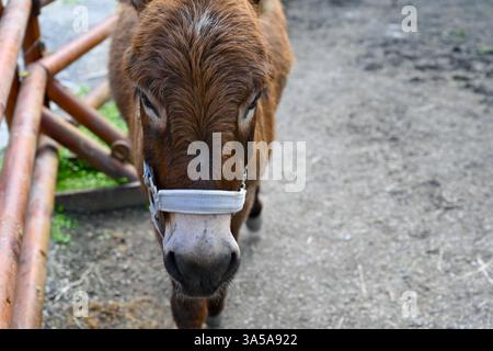 Ein entzückender kleiner Esel, der gemütlich schlendert – Ein herzerwärmender Moment auf der Farm Stockfoto