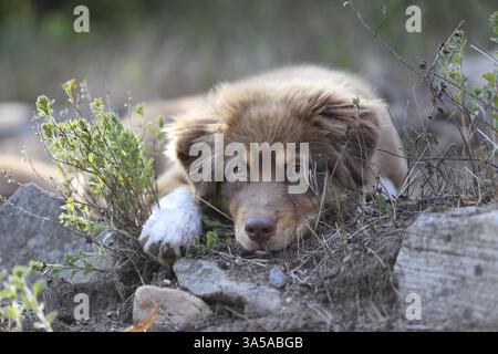 Red-Tri Australian Shepherd Hündchen Stockfoto