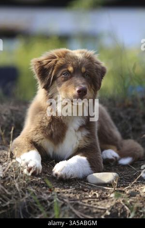Red-Tri Australian Shepherd Hündchen Stockfoto