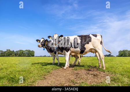 2 Milchkühe schwarz-weiß, friesisches holstein, stehen zusammen auf einer Weide unter blauem Himmel auf einem grünen Feld Stockfoto