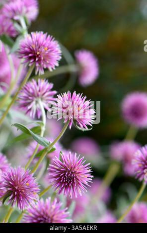 Globe Amaranth Pink Billy Button Blüten, Gomphrena canescens, Familie Amaranthaceae. Endemisch im tropischen Norden und WA Stockfoto