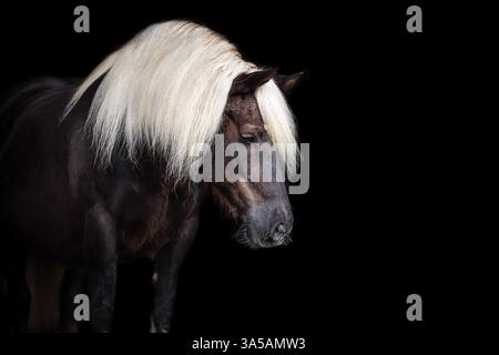 Schwarzwälder Kaltblut Stockfoto