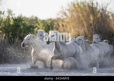 Camargue-Pferde Stockfoto