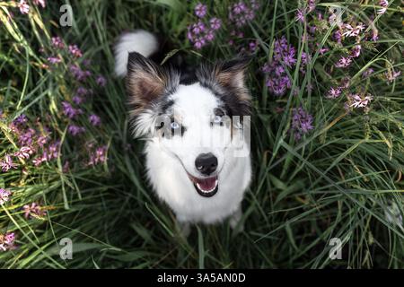 Miniatur American Shepherd Stockfoto