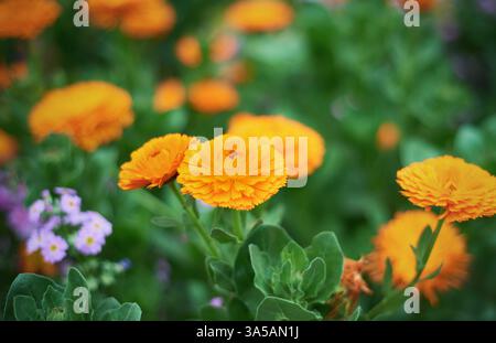 Calendula blüht im Frühling Stockfoto