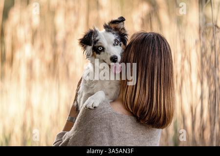 Miniatur American Shepherd Stockfoto