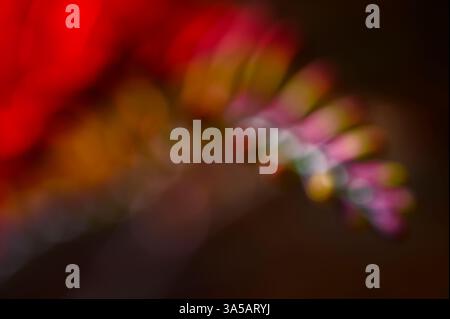 Abstraktes und unscharfes Makrofoto von Crocosmia Lucifer Blütenknospen vor dunklem Hintergrund. Stockfoto