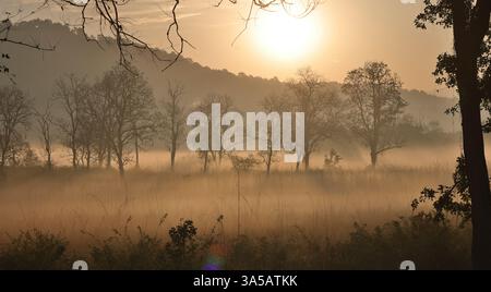 Misty Dawn, goldenes Licht, Jim Corbett National Park, Uttarakhand, Indien. Stockfoto