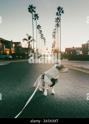 Flacher Blick auf einen Jack-Russell-Terrier-Hund, der während eines Abendspaziergangs auf der Straße sitzt, mit einer Reihe von Palmen im Hintergrund Stockfoto