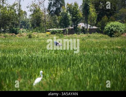 (250322) -- NAIROBI, 22. März 2025 (Xinhua) -- Ein Landwirt, der auf einem Feld arbeitet, profitierte am 20. Februar 2025 vom Bewässerungsprojekt Lower Nzoia im Siaya County im Westen Kenias. Das von der chinesischen Sino Hydro Company Limited errichtete Lower Nzoia Berigation Project ist ein nationales Projekt mit Sitz im Ministerium für Wasser und Bewässerung. Die Umsetzung begann im Juni 2018 mit dem Ziel, Überschwemmungen abzumildern und die Fläche der bewässerten Flächen in Westkenia zu vergrößern. Einer der wichtigsten Zuflüsse, die in den Victoria-See fließen, Afrikas größten Süßwassersee, den Nzoia River, der eine Länge hat Stockfoto
