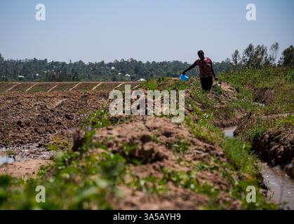 (250322) -- NAIROBI, 22. März 2025 (Xinhua) -- Ein Landwirt trägt einen mit Wasser gefüllten Korb auf einem Feld, das am 20. Februar 2025 vom Bewässerungsprojekt Lower Nzoia im Siaya County im Westen Kenias profitiert hat. Das von der chinesischen Sino Hydro Company Limited errichtete Lower Nzoia Berigation Project ist ein nationales Projekt mit Sitz im Ministerium für Wasser und Bewässerung. Die Umsetzung begann im Juni 2018 mit dem Ziel, Überschwemmungen abzumildern und die Fläche der bewässerten Flächen in Westkenia zu vergrößern. Einer der wichtigsten Zuflüsse, die in den Victoria Lake, Afrikas größten Süßwassersee, den N, münden Stockfoto