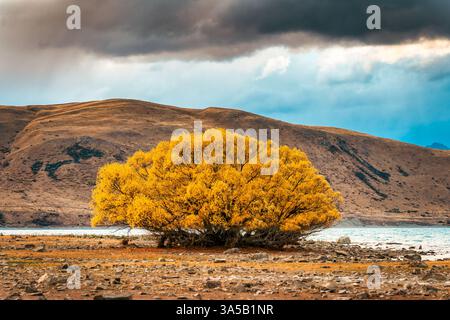 Goldene gelbe Blätter von Willow Tree wachsen am See und trockene Berge Hintergrund an bewölktem Tag in Neuseeland Stockfoto