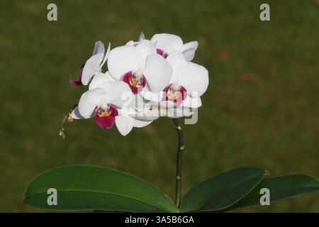 Phalaenopsis-Orchidee mit weißen, violetten Blüten. Familie Orchidaceae. Grüner Garten Hintergrund. Frühling, März, Niederlande Stockfoto