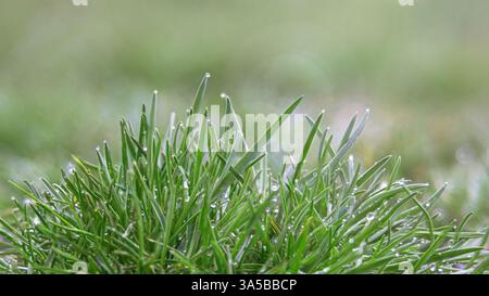 Tau auf dem Frühling, Morgengras Stockfoto