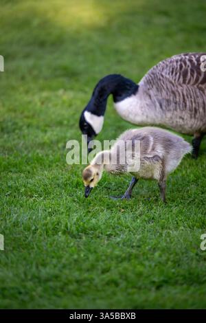 Kanadische Gänse, ausgewachsener Vogel und Gosling, die auf Gras stehen und füttern. Kanadiengänse (Branta canadensis) in Kent, Großbritannien. Stockfoto
