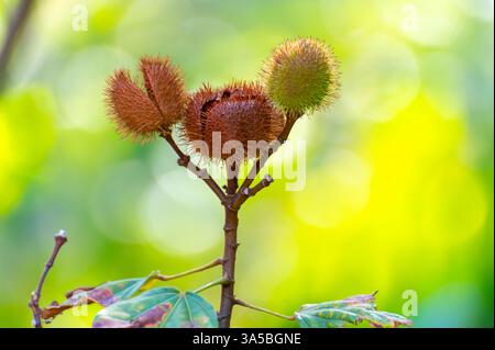 Bixa Orellana oder Achiote Pflanze, Quelle von Anato, natürliches reifes orange-rotes Gewürz, das zur Färbung von Lebensmitteln, Körperfarbe, Gewürz verwendet wird Stockfoto