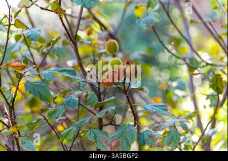 Bixa Orellana oder Achiote Pflanze, Quelle von Anato, natürliches reifes orange-rotes Gewürz, das zur Färbung von Lebensmitteln, Körperfarbe, Gewürz verwendet wird Stockfoto