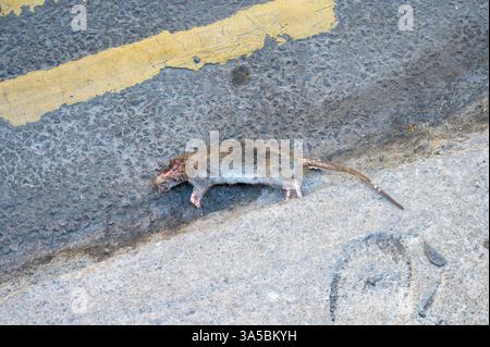 Eine tote braune Ratte, Rattus norvegicus, liegt auf einer Straße im Stadtzentrum, Glasgow, Schottland, Großbritannien, Europa Stockfoto