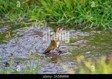 Ein Anna's Kolibri (Calypte anna) schwebt über einem Wasserbecken. Stockfoto