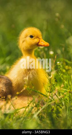 9x16 Entlein im Gras Ausdrucksfarben gelb grün Stockfoto