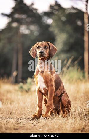 Rhodesian-Ridgeback-Mongrel Stockfoto