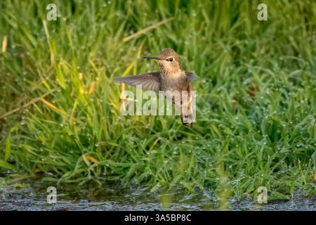 Ein Anna's Kolibri (Calypte anna) schwebt über einem mit Morgentau bedeckten Gras. Stockfoto
