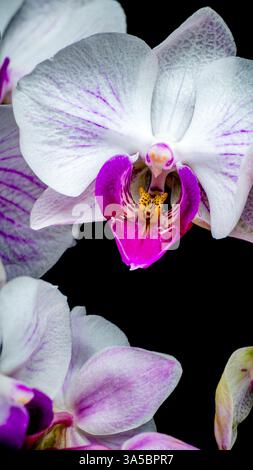 orchideenblume lila rosa weiße Studio-Lichter reiche Details isoliert auf schwarzem Hintergrund Stockfoto