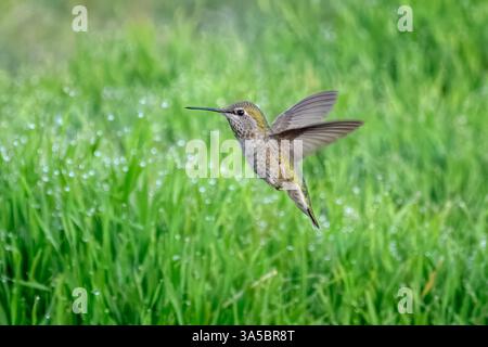 Ein Anna's Kolibri (Calypte anna) schwebt über einem mit Morgentau bedeckten Gras. Stockfoto