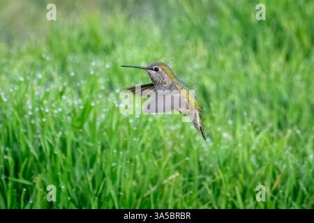 Ein Anna's Kolibri (Calypte anna) schwebt über einem mit Morgentau bedeckten Gras. Stockfoto