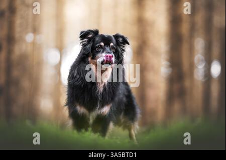 Männliche Australian Shepherd Stockfoto