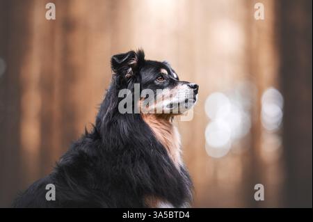 Männliche Australian Shepherd Stockfoto